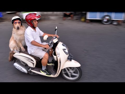 إندونيسي يتجول بصحبة كلبيه على دراجة نارية