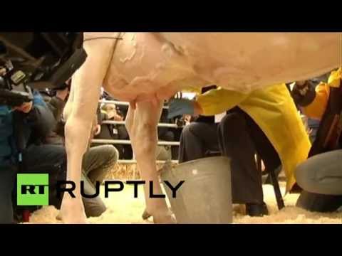 وزراء يحلبون البقر لتشجيع منتجات الألبان الإيطالية