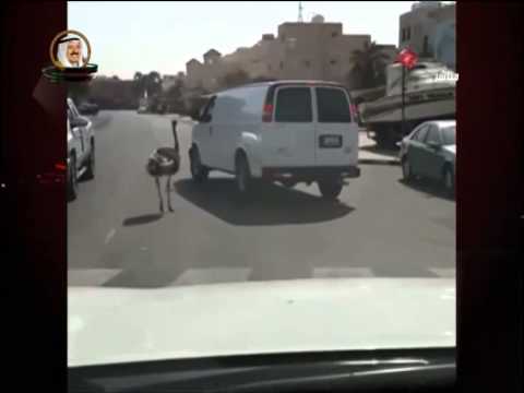 نعامة تربك حركة المرور في السعودية