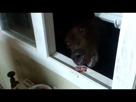 روسي يطعم دب من نافذة المنزل