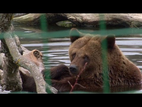 شاهد حياة جديدة للدببة ضحايا سوء المعاملة في أوكرانيا