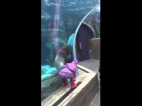 طفلة تداعب كلب البحر عن طريق قفازاتها