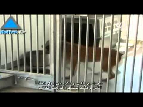 جنود الاحتلال الصهيوني يحرضون كلاب على نهش طفل
