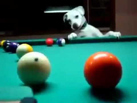 كلب يلعب البلياردو بإحترافية