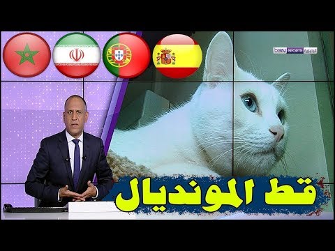 قط روسي جميل مرشح لتوقع نتائج المنتخب المغربي في المونديال