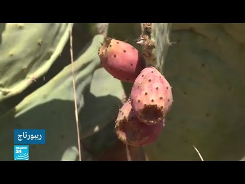 اهتمام متزايد بزراعة الصبار في ليبيا