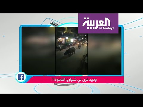 حقيقة فيديو صادم لوحيد القرن يتجول في القاهرة