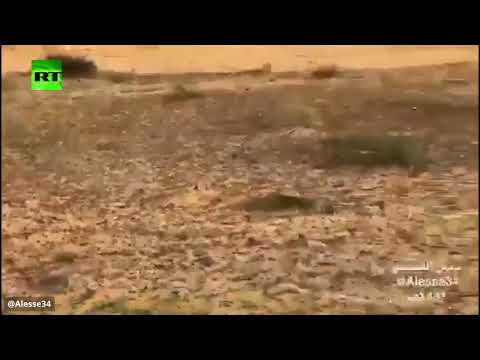 شاهد الجراد يغزو المناطق المفتوحة في السعودية