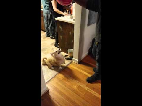 رد فعل كلب صغير حين رأى بالونة فيديو