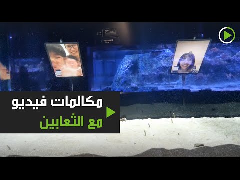 شاهد مكالمات فيديو مع الثعابين البحرية لكسر الملل في طوكيو