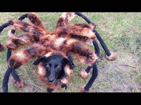 الكلب العنكبوت يجذب ملايين المشاهدين