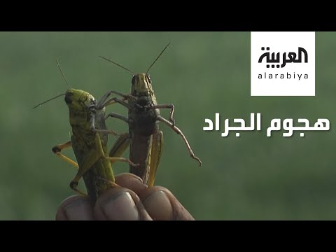 شاهد الجراد يُهدد قوت العالم ويهاجم 23 دولة