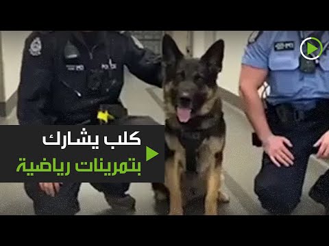 شاهد كلب الشرطة يشارك في التمرينات الرياضية