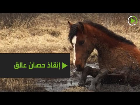 شاهد إنقاذ حصان من مستنقع طيني في كندا