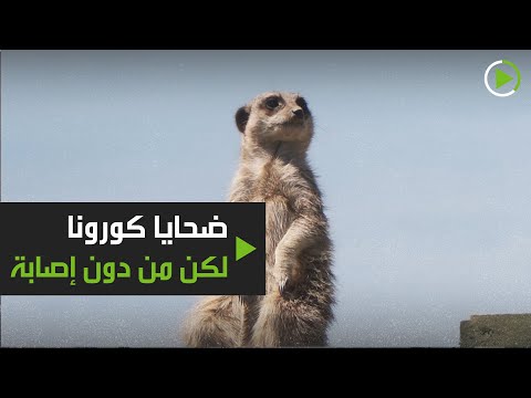 شاهد القتل الرحيم مصير الحيوانات في حديقة بورث الأميركية