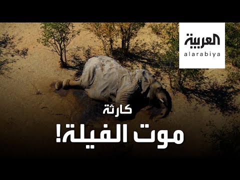 شاهد أسوأ كارثة تحيط بالفيلة في القرن الحالي