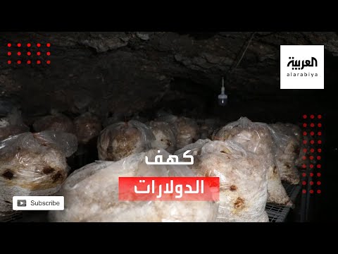 أيزيدي يحول كهفًا إلى مزرعة لفطر المحار في شمال العراق