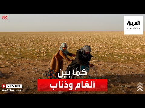 شاهد  جامعو الكمأ في صحاري العراق بين سندان الألغام ومطرقة الذئاب