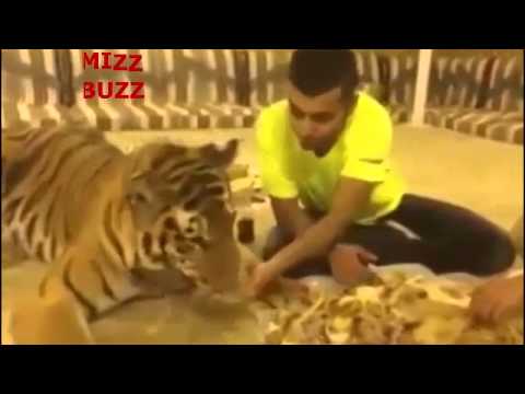 شاب سعودي يأكل مع النمر من طعام واحد