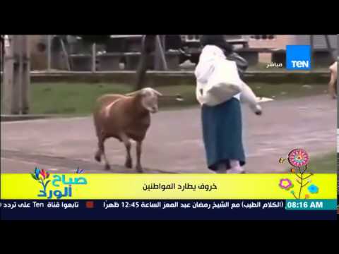 شاهد فيديو مضحك لخروف يطارد المواطنين في الشارع