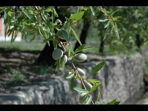 بالفيديو تفسير رؤية شجر اللوز في الحلم