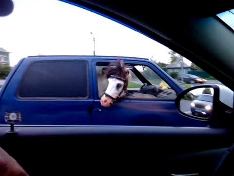 بالفيديو حصان يتجول مع مالكه عبر سيارة ملاكي
