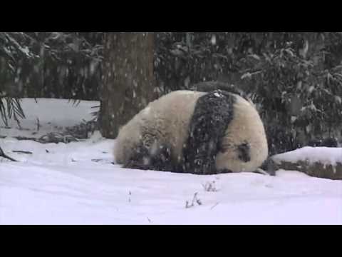صغير الباندا يستمتع بأول يوم لهبوط الثلج