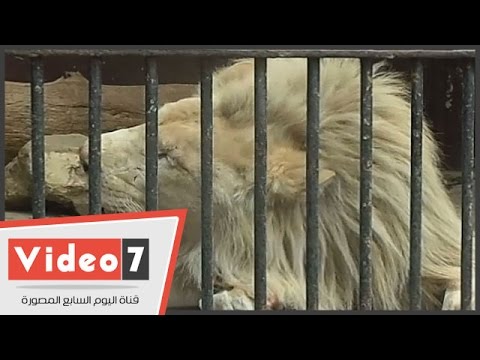 10 كيلو غرامات وجبة الأسد في حديقة الجيزة للحيوان