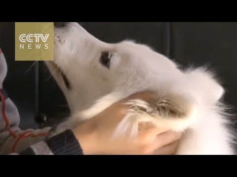 mobile petsitting platforms pop up