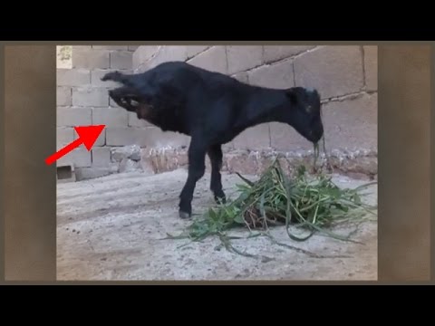 disabled but determinedgoat learns to