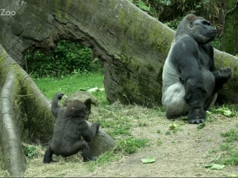 baby gorillas loving summer like temps in ny