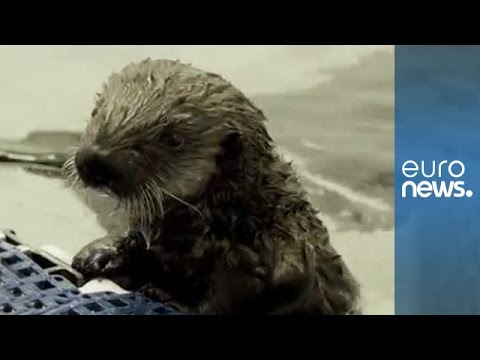 rescued baby sea otter pup reunited with its mother