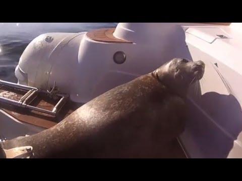 scared seal hides on boat from killer whales