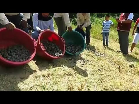 thousands of baby turtles released in peru