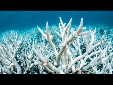 great barrier reef under threat