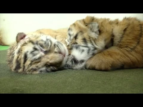 newborn tigers helping bring species