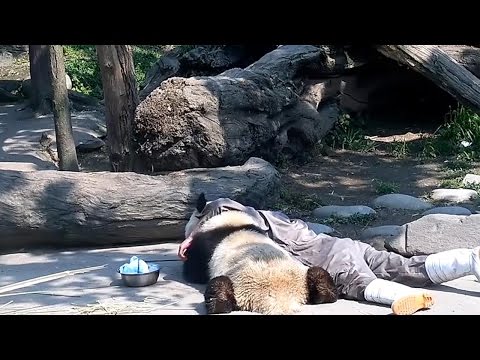 panda soaks up some sunshine