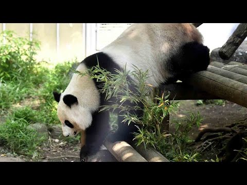 giant panda shin shin at tokyo zoo shows signs of pregnancy