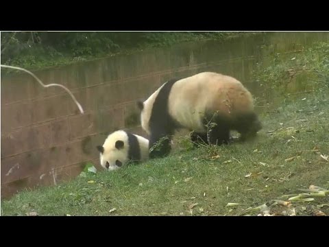 panda busted while bullying sibling