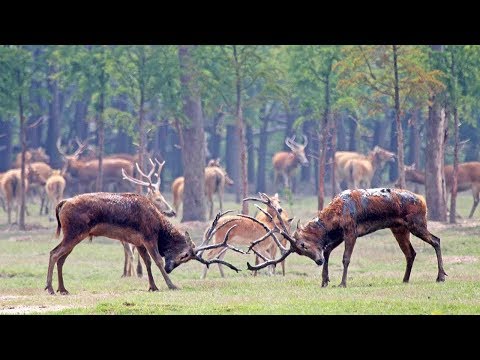 extremely rare chinese stags lock horns