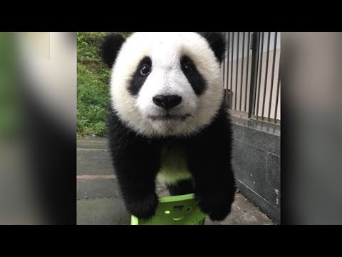 giant panda sits down for a photo shoot