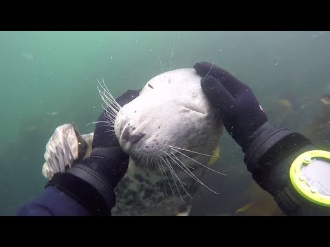 friendly seal gets playful