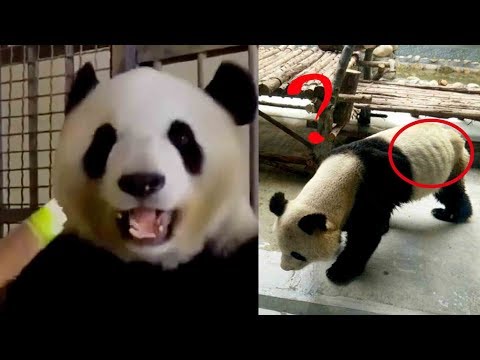 panda’s ribs can be seen protruding netizens blame