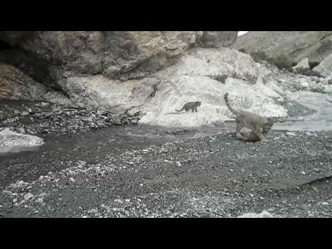 rare footage captures mother snow leopard helping