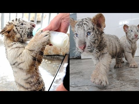 taiyuan zoo sees white tiger birth peak