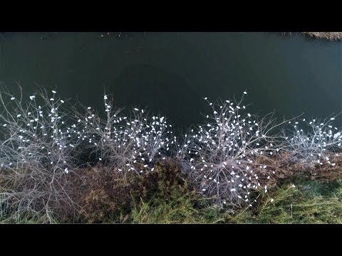 flying herons present spectacular view