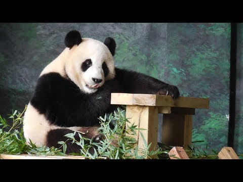 panda pair to arrive in