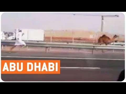 tourists spotted a dude chasing after his camel