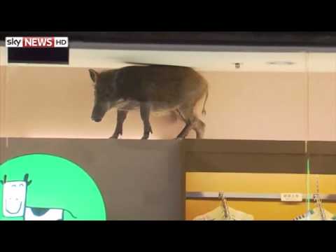 animal crashes through roof