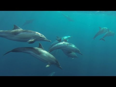 drone pilot captures dolphins